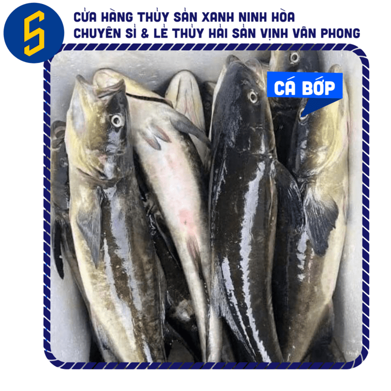 Mua Cá Bớp Nguyên Con Tươi Ngon, Béo Ngậy, Dày Thịt Hút Chân Không Tiện Lợi | Thủy Sản Xanh