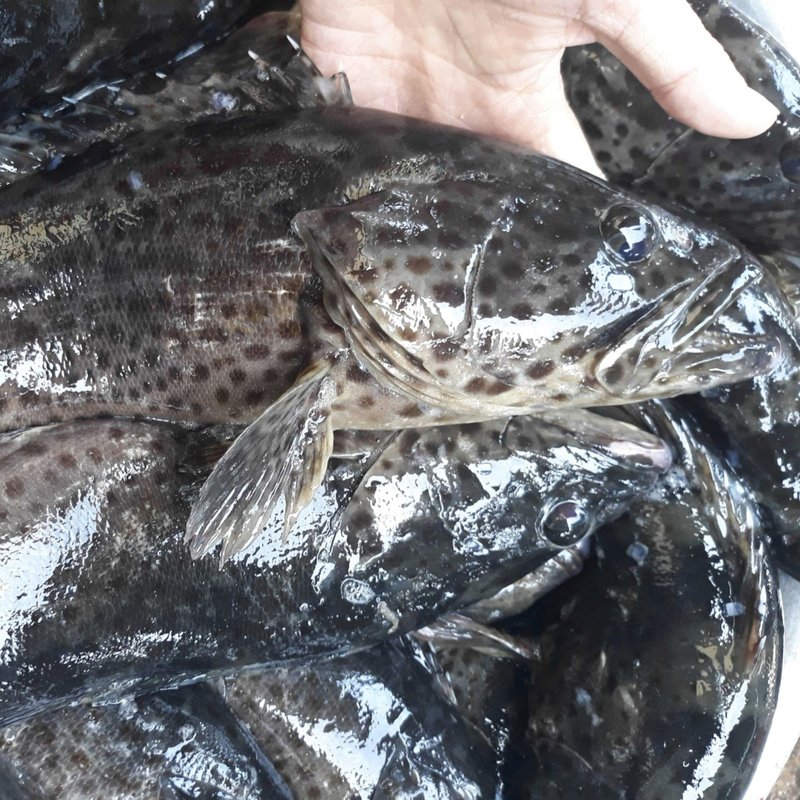 Mua Cá Mú Trân Châu Làm Sạch, Thịt Ngọt Lịm Hút Chân Không Tiện Lợi | Thủy Sản Xanh 1