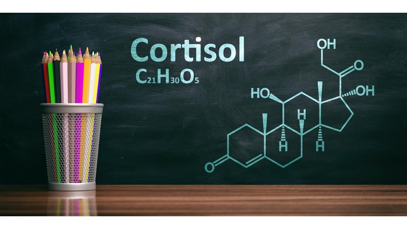 Cortisol: "Hormone Căng Thẳng" Đa Nhiệm và Thiết Yếu Cho Sự Sống
