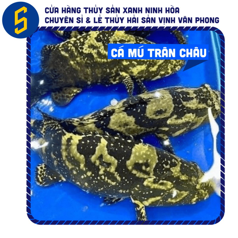 Mua Cá Mú Trân Châu Làm Sạch, Thịt Ngọt Lịm Hút Chân Không Tiện Lợi | Thủy Sản Xanh