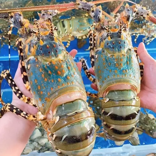 TÔM HÙM BÔNG THỦY SẢN XANH – KIỆT TÁC ĐẠI DƯƠNG, MÓN QUÀ SỨC KHỎE ĐẲNG CẤP