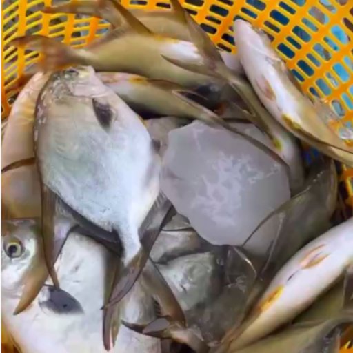 Mua Cá Chim Trắng Vây Vàng Làm Sạch, Hút Chân Không Tiện Lợi | Thủy Sản Xanh