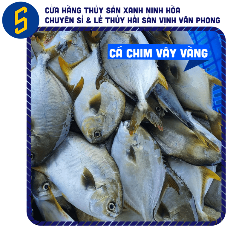 Mua Cá Chim Trắng Vây Vàng Làm Sạch, Hút Chân Không Tiện Lợi | Thủy Sản Xanh