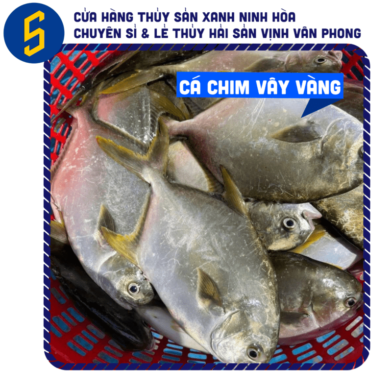 Buy Cleaned Golden Pompano Vacuum-Sealed | Thuy San Xanh 2