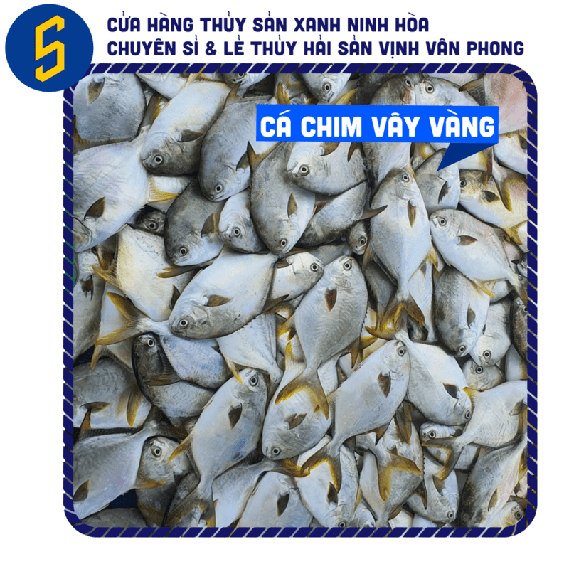 Buy Cleaned Golden Pompano Vacuum-Sealed | Thuy San Xanh 1