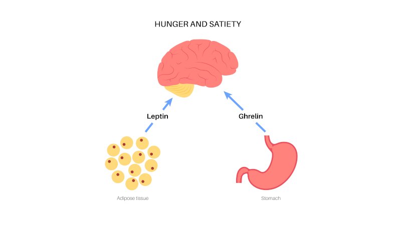 Ghrelin: kích thích sự thèm ăn, tăng cảm giác đói, thúc đẩy việc tìm kiếm và tiêu thụ thức ăn