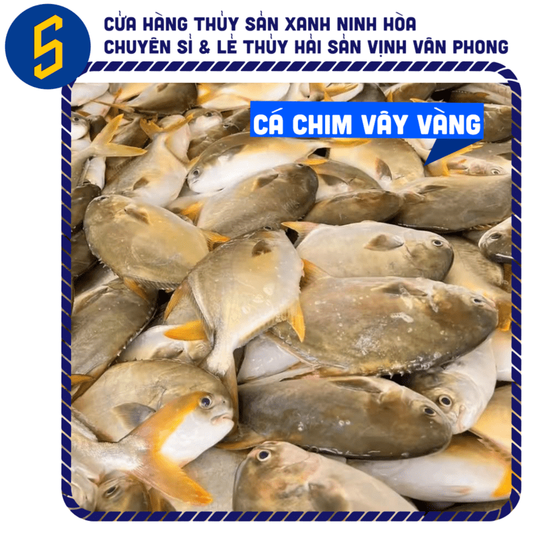 Mua Cá Chim Trắng Vây Vàng Làm Sạch, Hút Chân Không Tiện Lợi | Thủy Sản Xanh 2