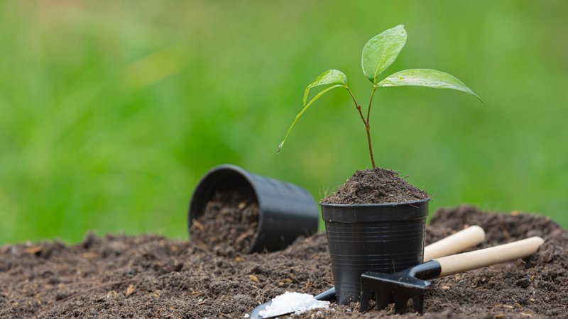 TƯ DUY NGUYÊN BẢN: KINH DOANH CÂY GIỐNG