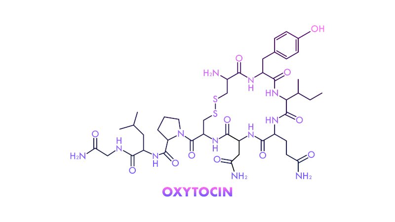 Oxytocin: 