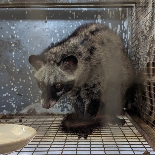 BÍ QUYẾT CHỌN LỌC CHỒN HƯƠNG 