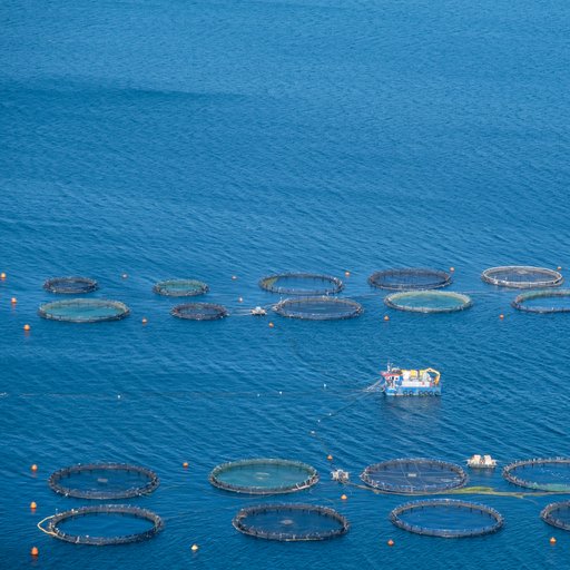 ĂN HẢI SẢN, CHỌN AN TÂM: TẠI SAO THỦY SẢN XANH LÀ 