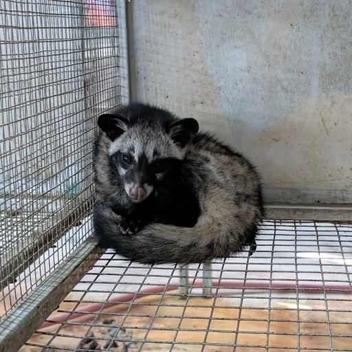 ĐÊM TIỆC THĂNG HOA CÙNG MỸ VỊ CHỒN HƯƠNG