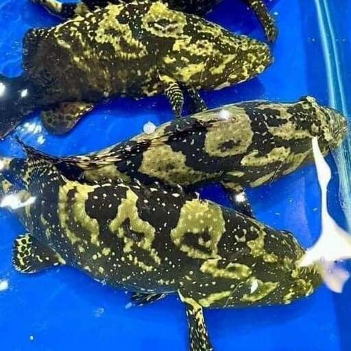 TUYỆT PHẨM BIỂN CẢ: CÁ MÚ TRÂN CHÂU THỦY SẢN XANH – KHỞI NGUỒN CỦA NHỮNG BÀN TIỆC THƯỢNG HẠNG