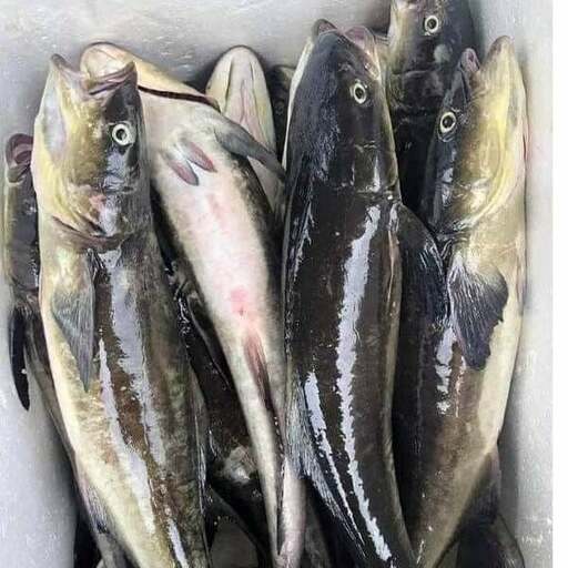 TỪ LỒNG BÈ VÙNG BIỂN TRONG XANH ĐẾN BÀN ĂN: HÀNH TRÌNH GIỮ TRỌN ĐỘ TƯƠI NGON CỦA CÁ BỚP THỦY SẢN XANH