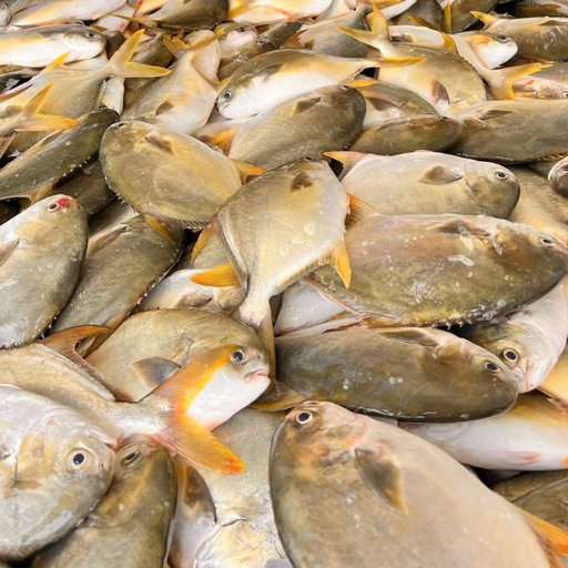 CÁ CHIM TRẮNG VÂY VÀNG: