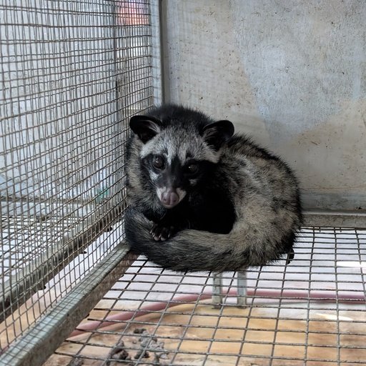 CHUYÊN GIA GIẢI MÃ: TUYỆT CHIÊU PHÂN BIỆT THỊT CHỒN HƯƠNG 